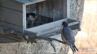 Great Spirit Bluff Cliff Cam  :   Newman and Unbanded Female Falcon