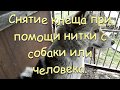 Как снять клеща с человека или собаки при помощи нитки.