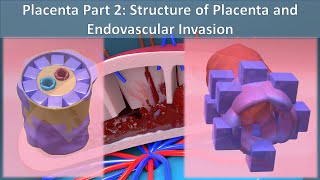 Placenta part 2 - Structure & Changes in Placental Membrane - Endovascular invasion - 3D tour