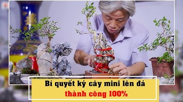 Bí quyết ký cây mini lên đá thành công 100%  l Dương Cây Cảnh