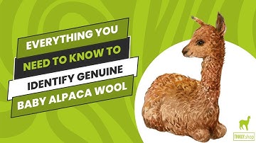 NEED TO KNOW TO IDENTIFY GENUINE BABY ALPACA WOOL | TINKUY.SHOP
