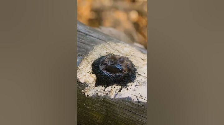 If glycerin is poured over potassium permanganate  #camping #outdoors ##bushcraft #survival