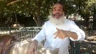 הרב יצחק פנגר - הסוס שרצה להתקבל לקרקס