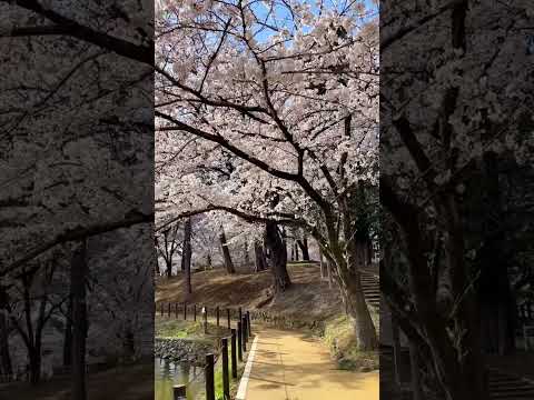 Japan Spring 2023