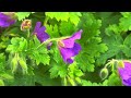 ##windy #garden #plants #flowers