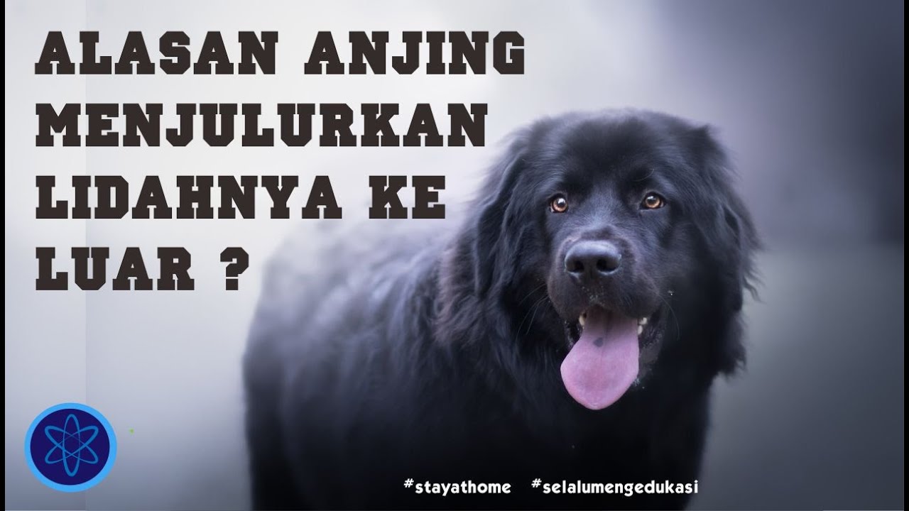 48++ Anjing menjulurkan lidah setelah berlari info