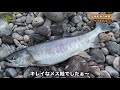 鮭千匹が湧く河口にてアキアジ釣り‼︎鮭の数がハンパない‼︎日本海