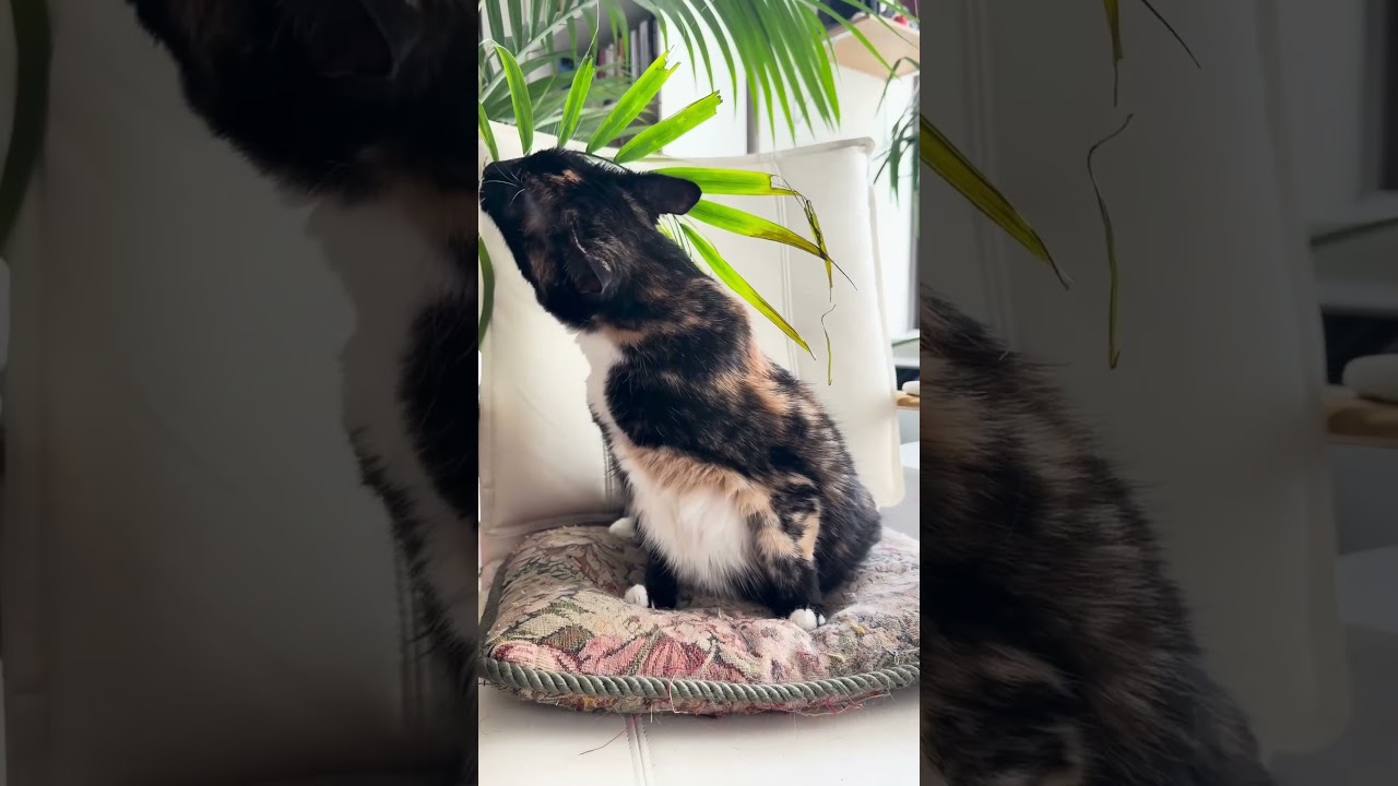 Russell’s paradox, the Barber paradox and cats!