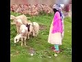 مازن الامير التراث اليمني مازن الامير التراث اليمني