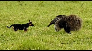 GIANT ANTEATER attacks dog (MYRMECOPHAGA TRIDACTYLA) TAMANDUÁ-BANDEIRA, None crosses the safety line