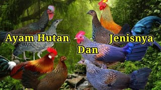 Mengenal Jenis Ayam Hutan Langka by 3 DT Channel 405 views 1 year ago 7 minutes, 20 seconds