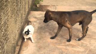 Briga De Gato E Cachorro