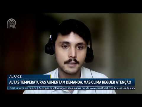 Alface: altas temperaturas aumentam demanda, mas clima requer atenção | Canal Rural