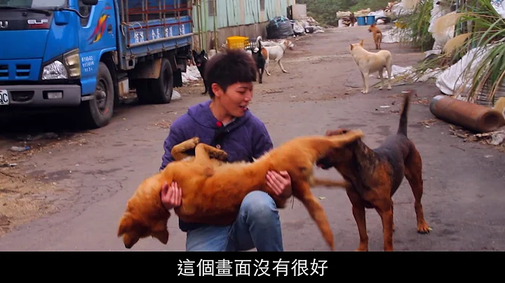 惊险！母狗发情，公狗群聚斗殴 - 天天要闻