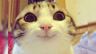 CATS: Masters of Chaos and Laughter