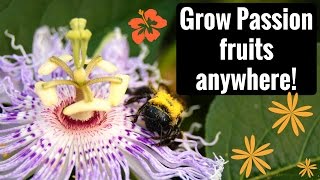 Growing, Harvesting and Eating Maypop (Hardy Passion Fruit)