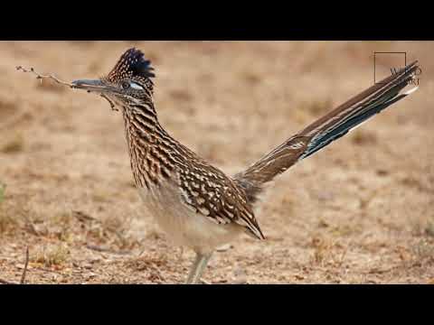 Interesting facts about greater roadrunner by weird square