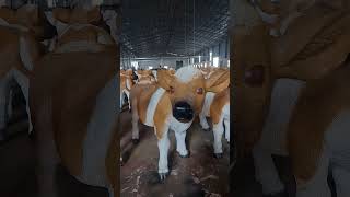 Cows, calves, strange animals, animals, all kinds of animals.
