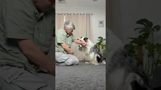 Teaching Halo to cover his eyes