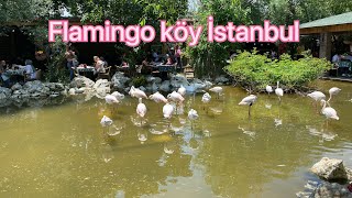 طائر الفلامنجو المحشي  | قرية الفلامنجو flamingo köy و جولة في مناطق اسطنبول | السياحة في اسطنبول
