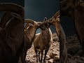 The Beautiful Goats Kissing To Each Other Wildlife Whitegoat Cuteanimal Nature Beautifullgoats The Beautiful Goats Kissing To Each Other Wildlife Whitegoat Cuteanimal Nature Beautifullgoats