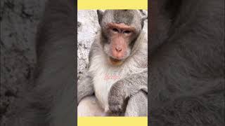 🤷‍♂️நட்டு போல்ட் கூட வாங்க முடியாது🤣😂#monkey#monkeyvideo#funnyanimal#voiceover#viral#comedy#ytshorts