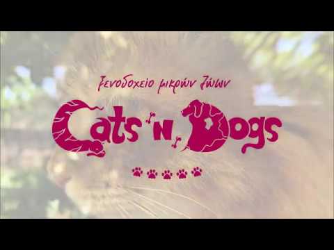 Βίντεο: Ερωτήσεις σχετικά με τα Heartworms σε σκύλους και γάτες