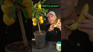 Adevărul despre potasiu 🍌 #lamai #gradinarit #gradina #citrice #agricultura #romania