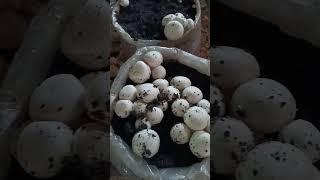 ? मशरूम उत्पादन ytshorts farming best