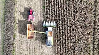 Maize Harvest 2024: Claas Lexion 6600 in Fingringhoe, Essex