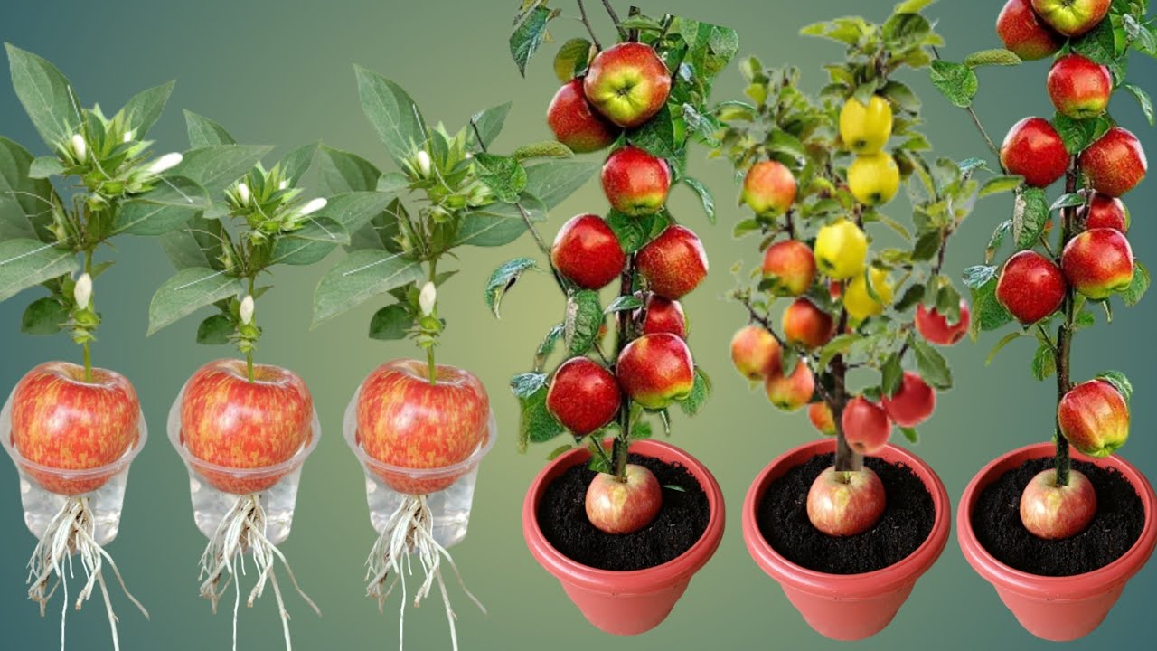 How To Grow Apple Tree From Apple Fruit Growing Apple Trees From