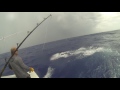 2016 Bermuda Billfish Blast | Team Challenger | Blue Marlin