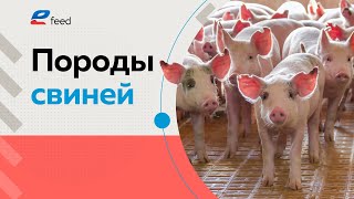 Породы свиней: Пьетрен, Дюрок, Ландрас. Как содержать свиней и поросят в хозяйстве? Свиноводство.