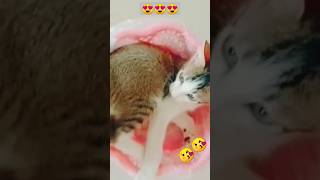 Omg! This Cat Slap The Other Cat🙏😘😍. Their Story In Description