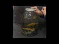 Панорамный аквариум с цихлидами на 500 литров. Заселение новых рыбок