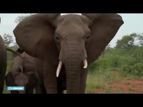 Video: Stroper Vertrapt Door Een Olifant, Opgegeten Door Leeuwen