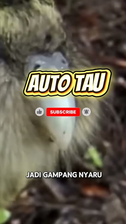 kalian dah tau belum ada burung yang ga bisa terbang loo#duniahewan#faktaunik#fypシ゚viral