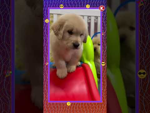 Golden köpeklerden gülümseten ilginç hareketler #Shorts