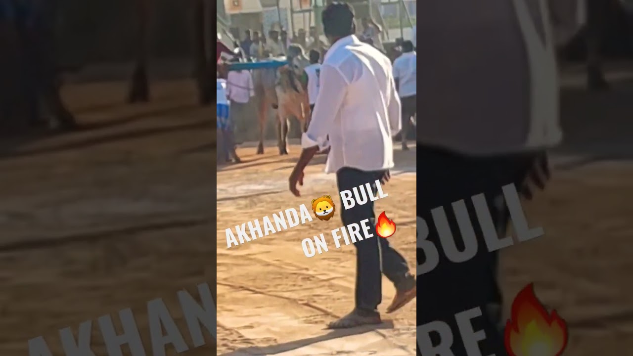 M.C.O.R BULL AKHANDA 🦁🔥🔥🔥