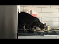 Enjoy your meal, Javelin! | Funny Cat Video