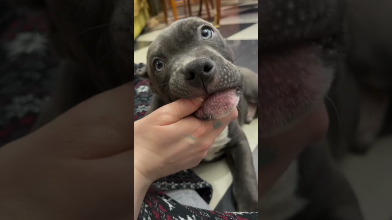 Подписывайся может ты увидишь именно своего щеночка 🥰Puppies for sale