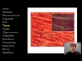 The Hierarchy of Life and Emergent Properties in Biological Systems