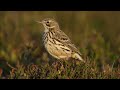 Anthus Pratensis Anthus Pratensis