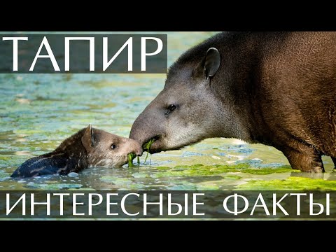 Видео: Тапир е Низинен тапир