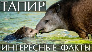 Тапир - интересные факты