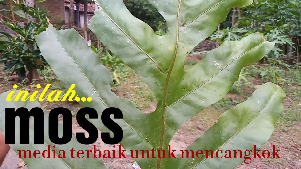 Inilah... Moss media terbaik untuk mencangkok