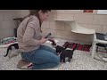 LIVE | Animal Humane Society kitten stream