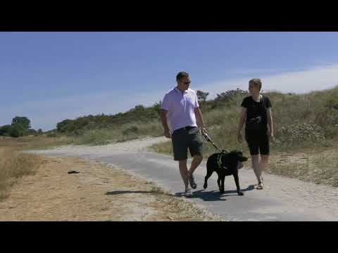 Video: Er hunde tilladt på stranden med havudsigt?