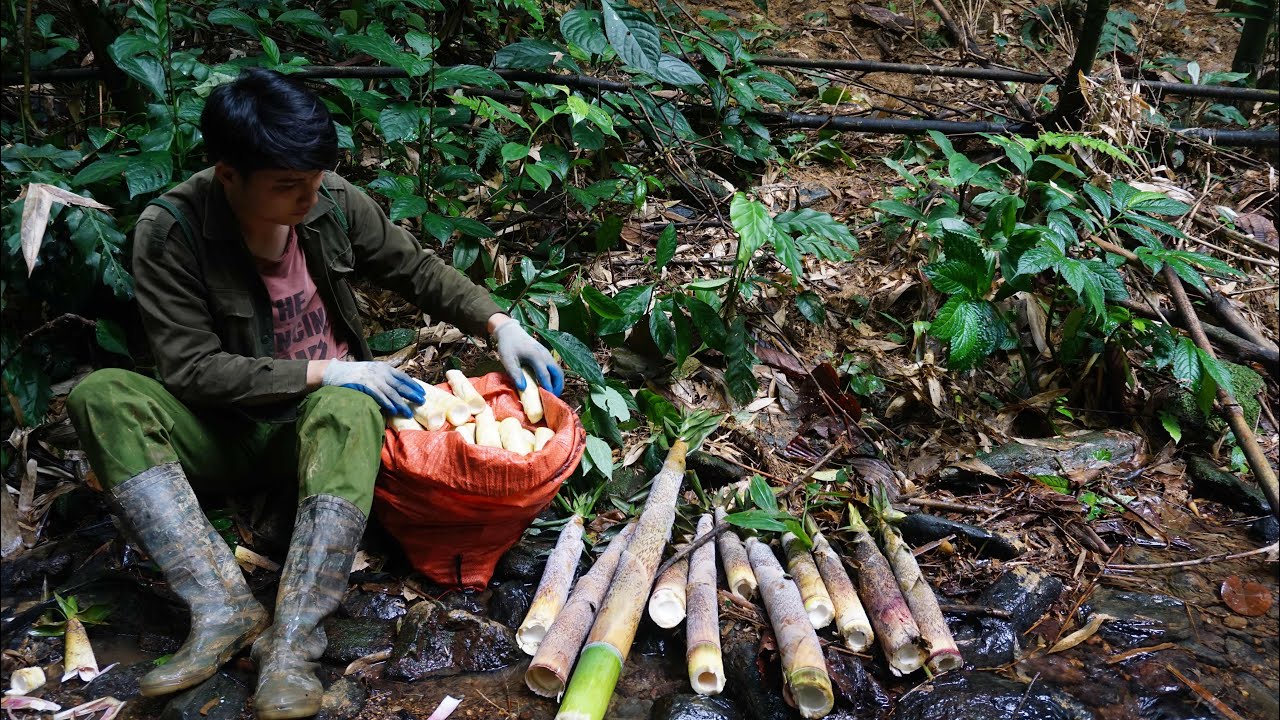 One beautiful day, I went into the forest to pick bamboo shoots and ...