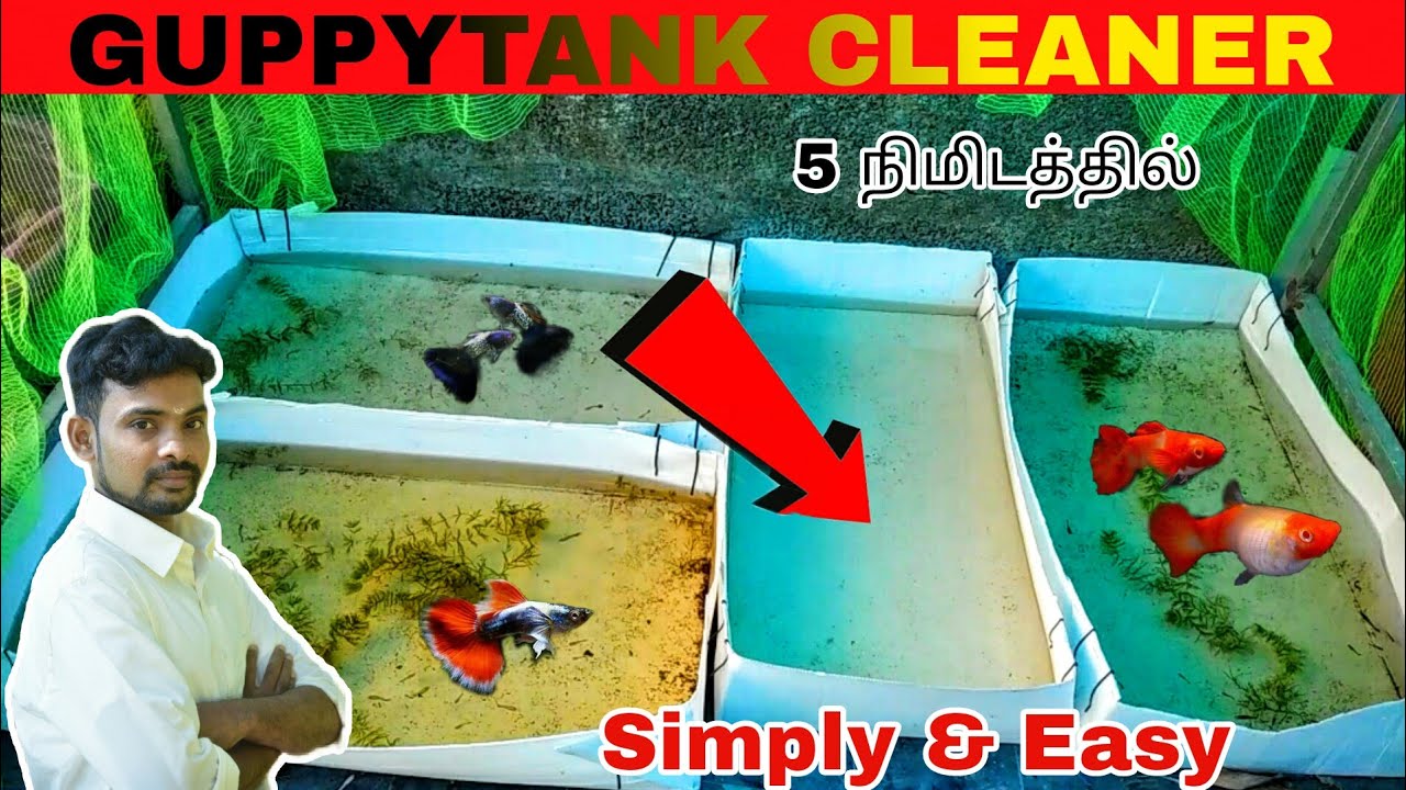 Guppy Tank Cleaner 5 Minutes Aathi Aqua Vlog YouTube